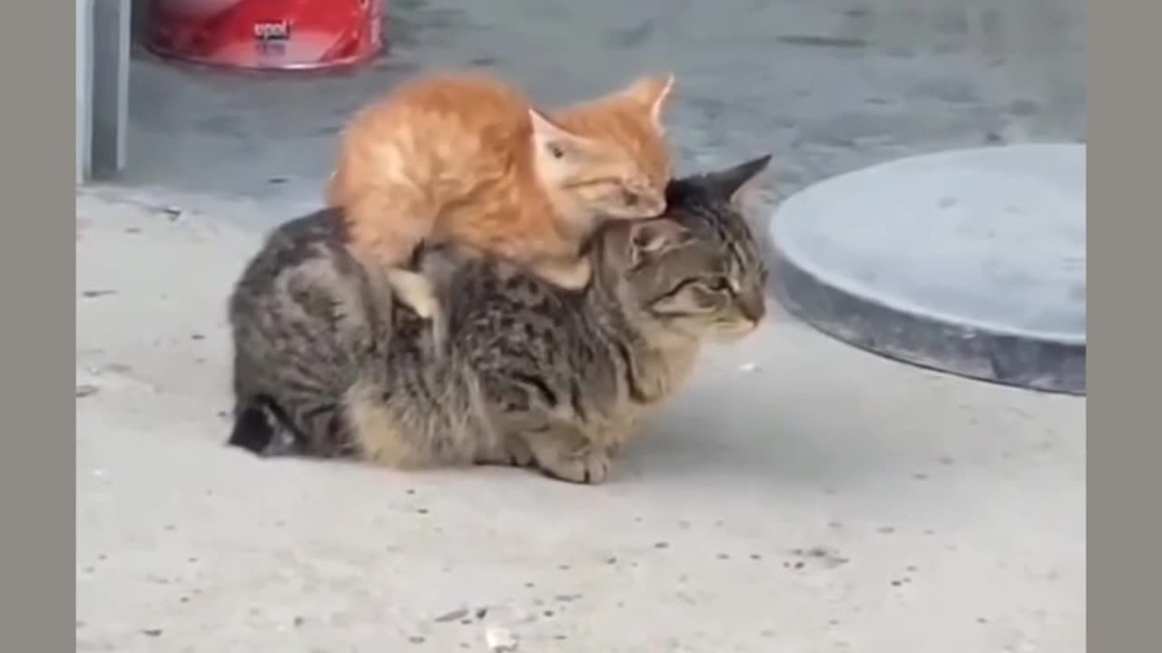 Go on ride buddy 😁 😂😂😄