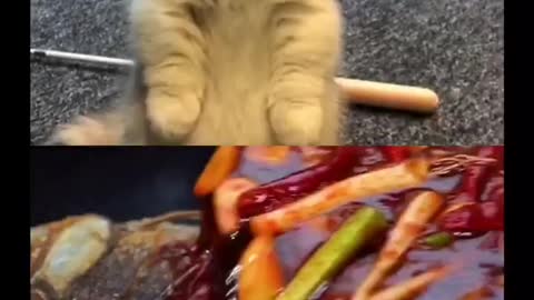 Little Cat and food