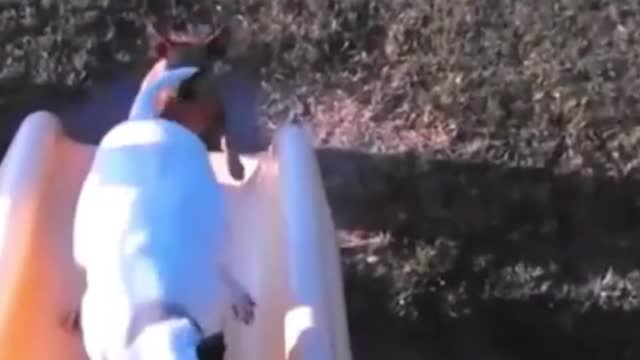 Watch how my dog played slide!! Funny dog video!! Try not to laugh!!