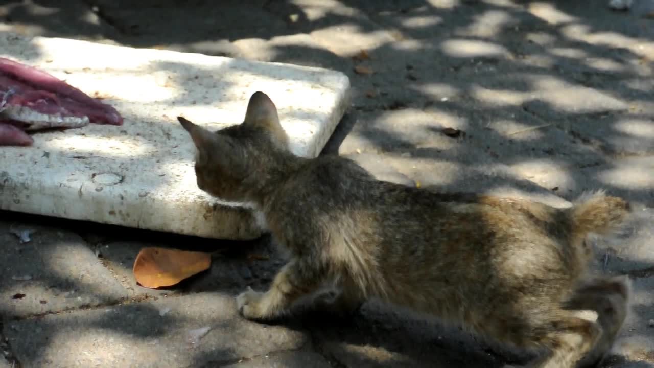 Kitten try to steal fish meat from the fishmonger