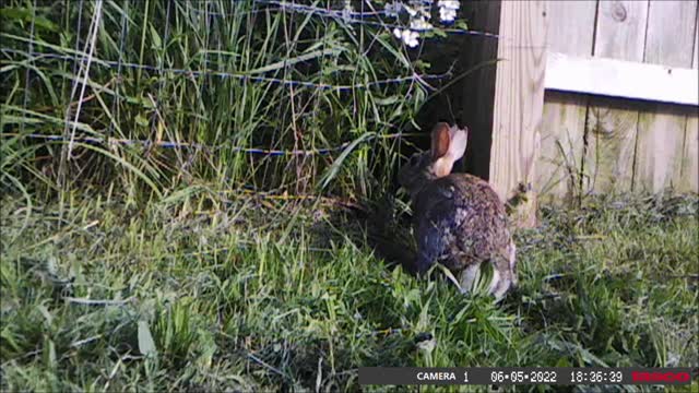 Backyard Trail Cams - Rabbit at Hole in Fence