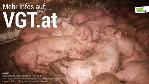 Skandalöse Zustände in Kärntner Schweinemast