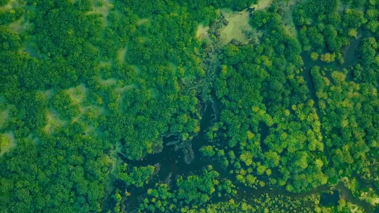 The Majestic Beauty of Forests and Wildlife 🌳🦉