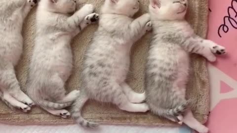 Kittens sleep