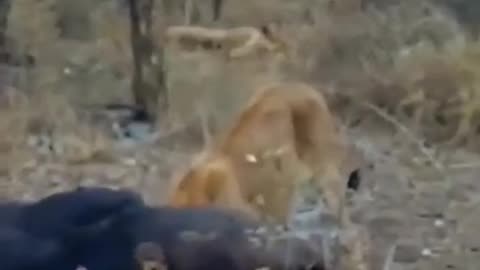 Lion cub's head stuck in a Buffalo butt