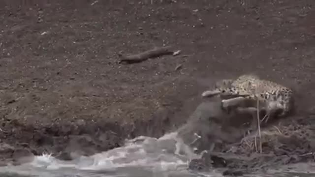 Predator