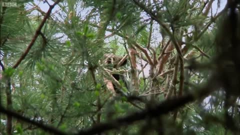 Small Bear Cub Lost in Storm | BBC Earth