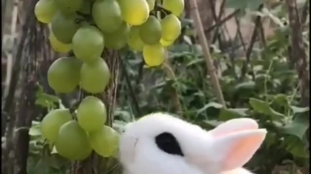 Cute Rabbit is enjoying with Green Grapes