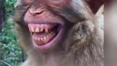 Monkey funny video Very Nice Smiling Video shorts