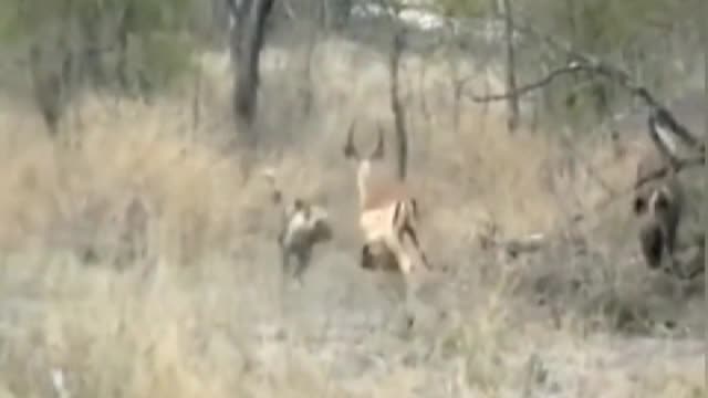 In the face of a group of antelope fighting dragons