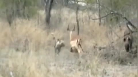In the face of a group of antelope fighting dragons