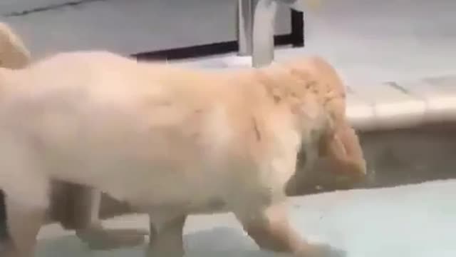 Little cute dog, playing with water