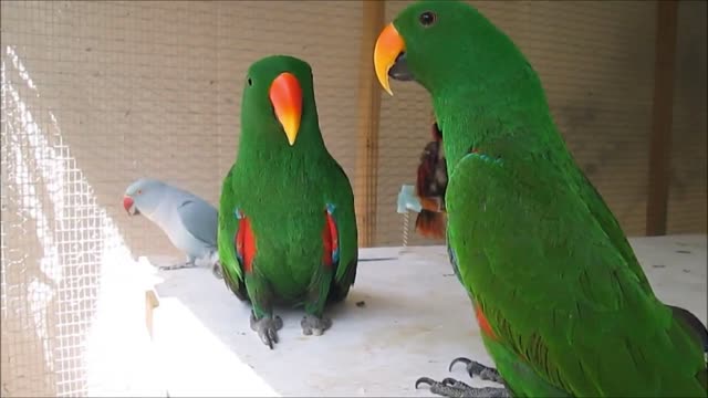 Amusing BIRDS & PARROTS Speaking and also Vocal Singing