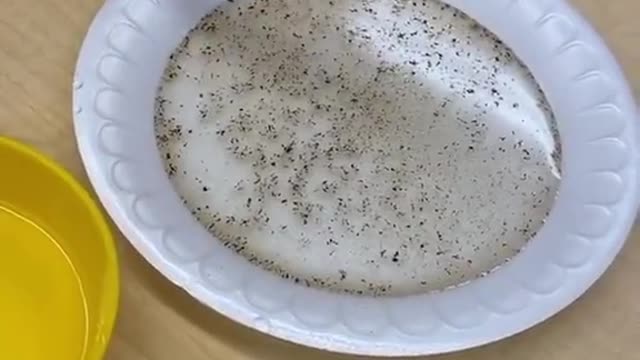 Teacher explain students the importance of handwash