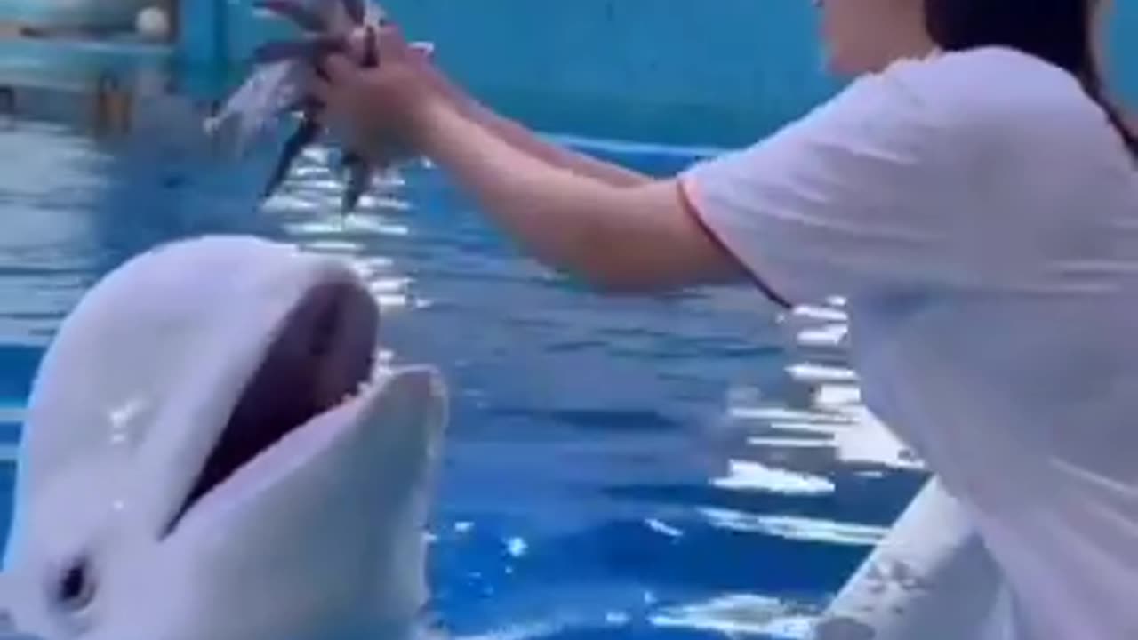 Smart dolphin