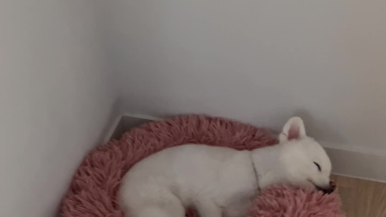 13 year old puppy sleeping soundly