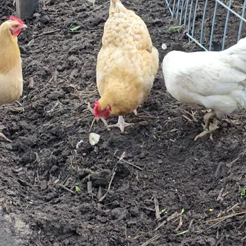 OMC! Friendly flock breaks bread! Brownie, Whitey, Reds 1-6🐔😍🤣#chickens #hens #breakingbread #shorts