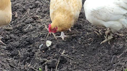 OMC! Friendly flock breaks bread! Brownie, Whitey, Reds 1-6🐔😍🤣#chickens #hens #breakingbread #shorts