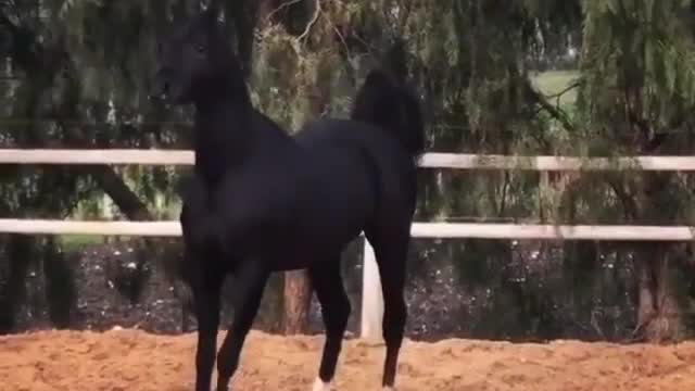 Pure beautiful arabic horse 🐎🐎