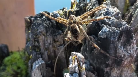 Fishing Spider