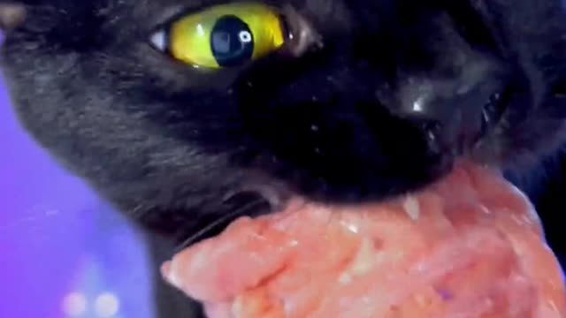 funny animals