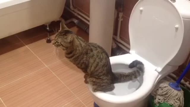 Cat. cat and toilet