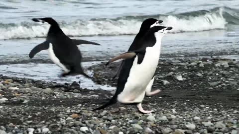 Penguin in Antarctica