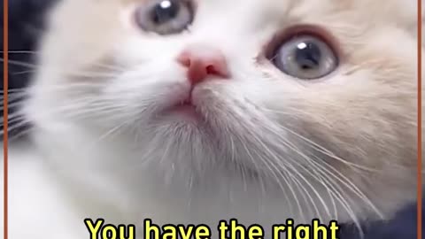 Naughty Cats And Their Babies #shorts #viral #shortsvideo #video