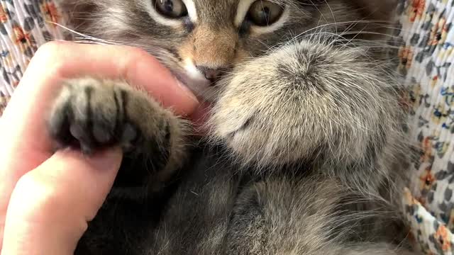 Ep-1 Fun with cat