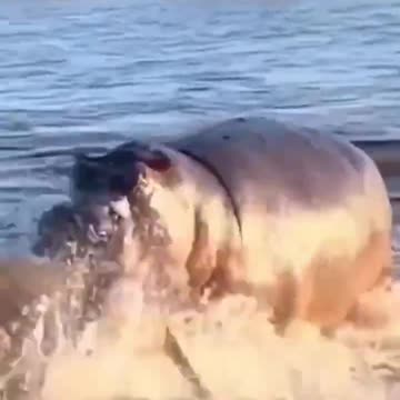 hippo attacking a lion 🤔😱😱😱😱