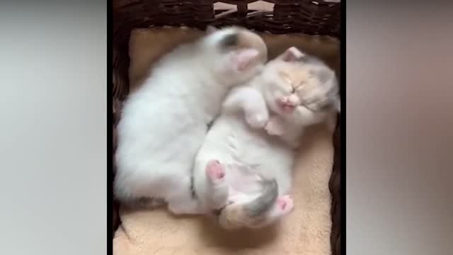 Cute Cats and Funny Cats