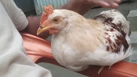 Adorable hen