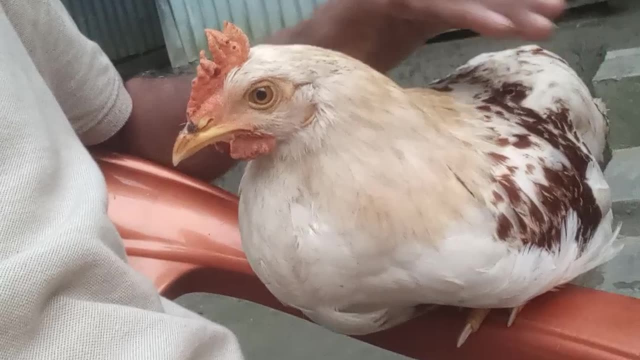 Adorable hen