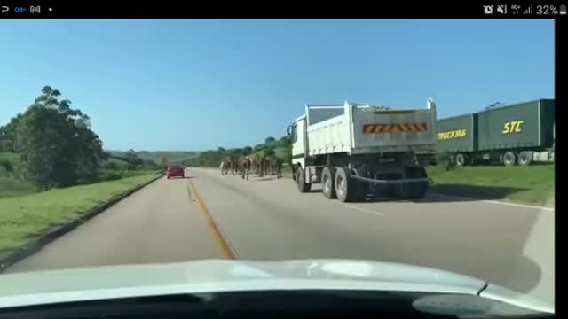 Horses on N2