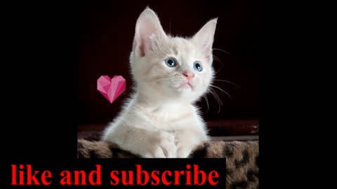 #cat