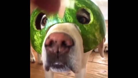🤣 FUNNY DOGS 🐶TOP SHORTS CUTEST SUPER PETS |TRY NOT TO LAUGH ADORABLE MOMENTS FUNNIEST COMPILATION 🤣