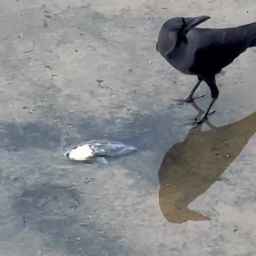 Bird Saves Fish