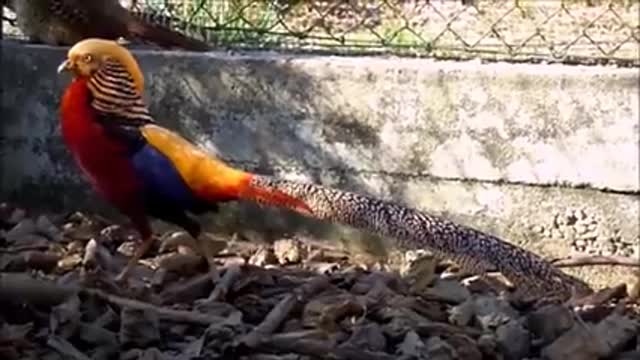 Beautiful Golden Pheasants and Wading Birds