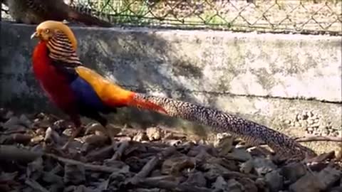 Beautiful Golden Pheasants and Wading Birds