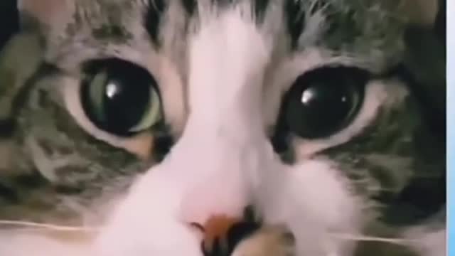 12 Funny Zoo, Funny Animal, Animal Zoo