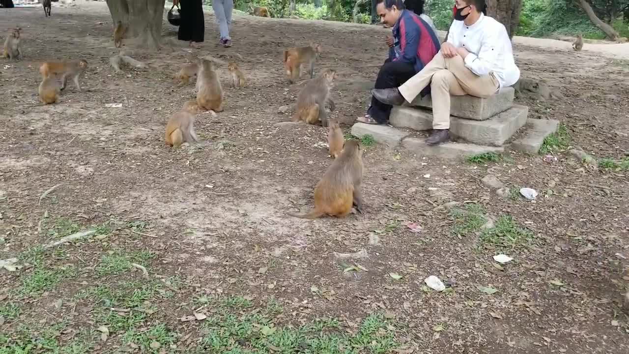 monkey feeding