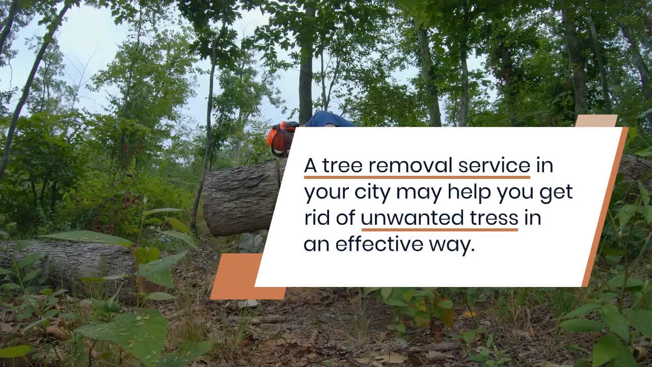 Affordable Tree Services On A Budget In Martinsburg WV