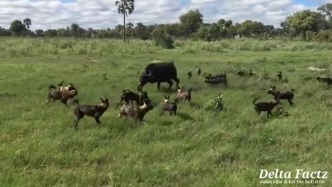 Buffalo calves mercilessyl killed & eaten by predators