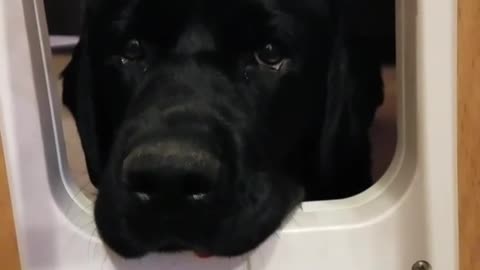 Black dog resting head between clear doggy door