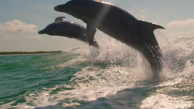 slow motion of five dolphins jumping out of the water