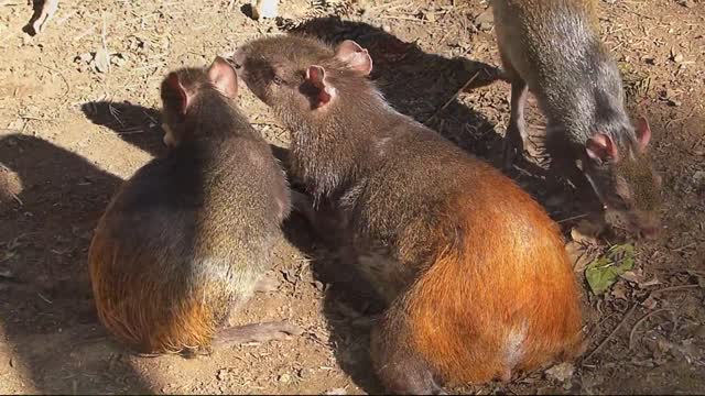 wild agoutis brazilian fauna wild rodent atlantic forest brazil