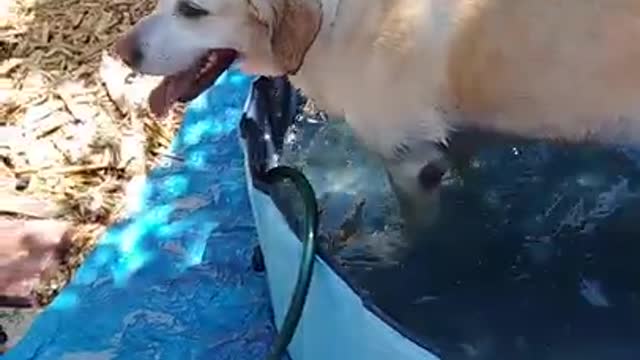 Missy enjoying her new pool