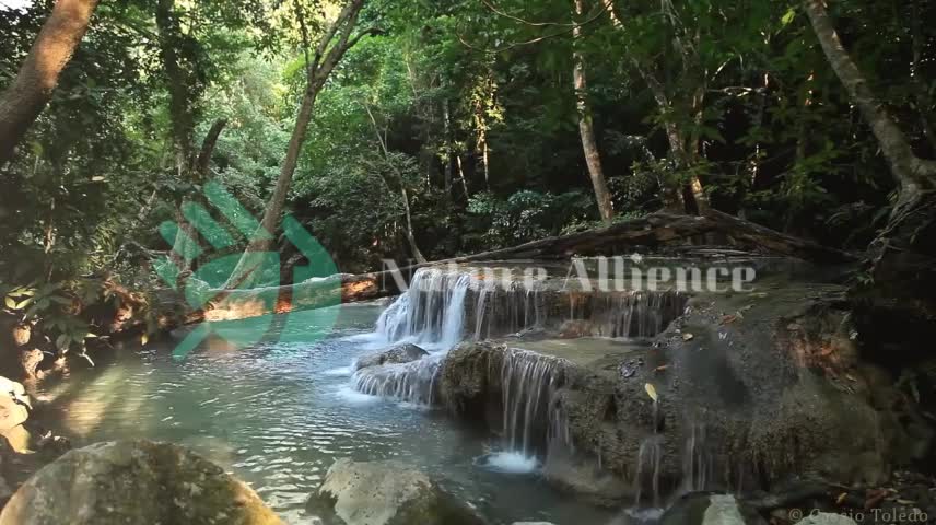 Sound of Nature - Rainforest (2 Hour)