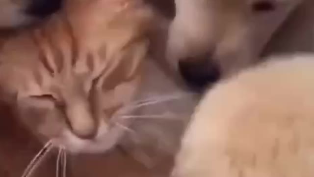 ❤️Puppies playing with cat❤️so cute