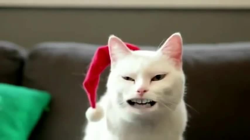 Funny Cat Singing Video - Try Not To Laugh